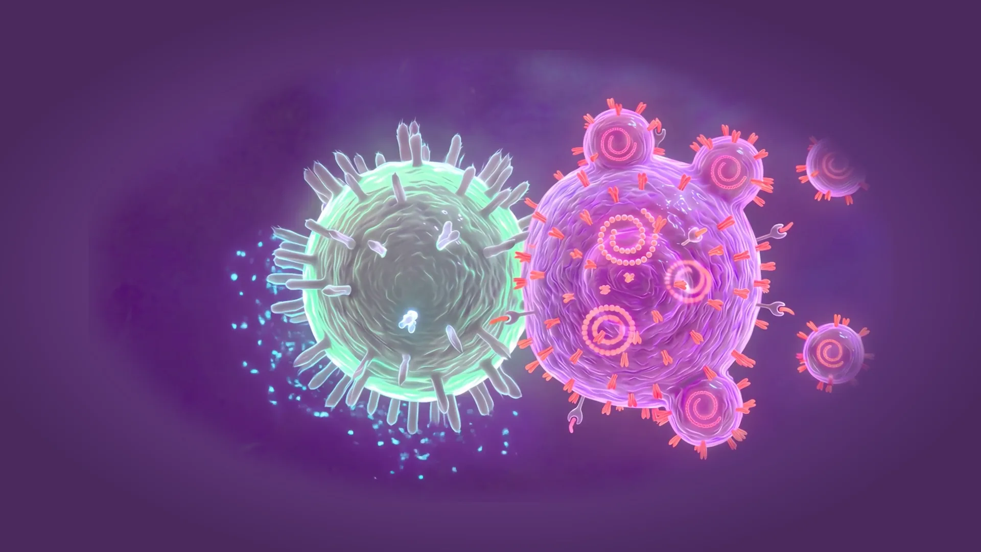CD8+ killer T cells destroying a SARS-CoV-2 infected cell while a CD4+ helper T cell signals with cytokines